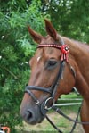 Kymar Carousel Star