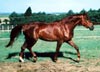 Kymar Carousel Star