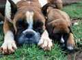 Tanyati E Litter