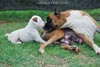 Tanyati E Litter