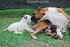 Tanyati E Litter
