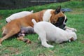 Tanyati E Litter