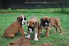 Tanyati E Litter