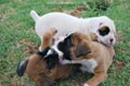 Tanyati E Litter