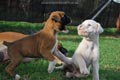 Tanyati E Litter