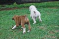 Tanyati E Litter