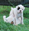 Tanyati E Litter