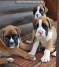 Tanyati E Litter