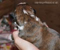 Tanyati F Litter