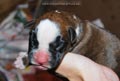 Tanyati F Litter