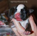 Tanyati F Litter