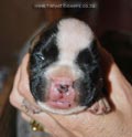Tanyati F Litter