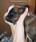 Tanyati F Litter