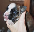 Tanyati F Litter