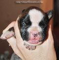 Tanyati F Litter