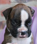 Tanyati F Litter