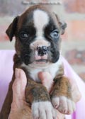 Tanyati F Litter