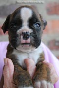 Tanyati F Litter