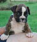 Tanyati F Litter