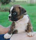 Tanyati F Litter