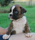 Tanyati F Litter
