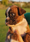 Tanyati F Litter