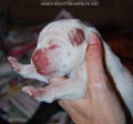 Tanyati F Litter