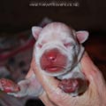 Tanyati F Litter