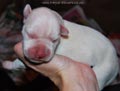 Tanyati F Litter
