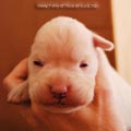Tanyati F Litter