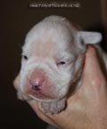Tanyati F Litter