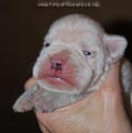 Tanyati F Litter