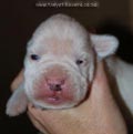 Tanyati F Litter