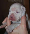 Tanyati F Litter