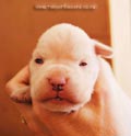 Tanyati F Litter