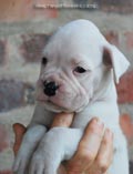 Tanyati F Litter