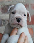 Tanyati F Litter