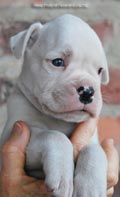 Tanyati F Litter