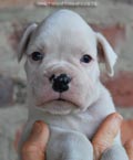 Tanyati F Litter
