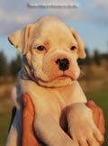Tanyati F Litter
