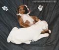 Tanyati F Litter