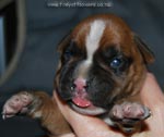 Tanyati G Litter