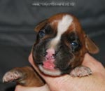 Tanyati G Litter