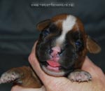 Tanyati G Litter