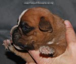 Tanyati G Litter