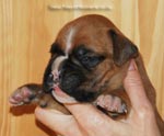 Tanyati G Litter