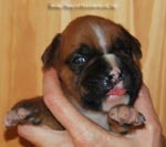 Tanyati G Litter