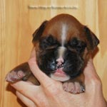 Tanyati G Litter
