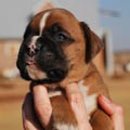 Tanyati G Litter