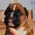 Tanyati G Litter